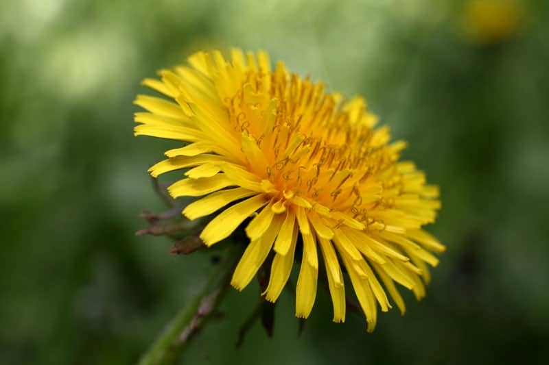 what-is-dandelion-tea-good-for-laptrinhx-news