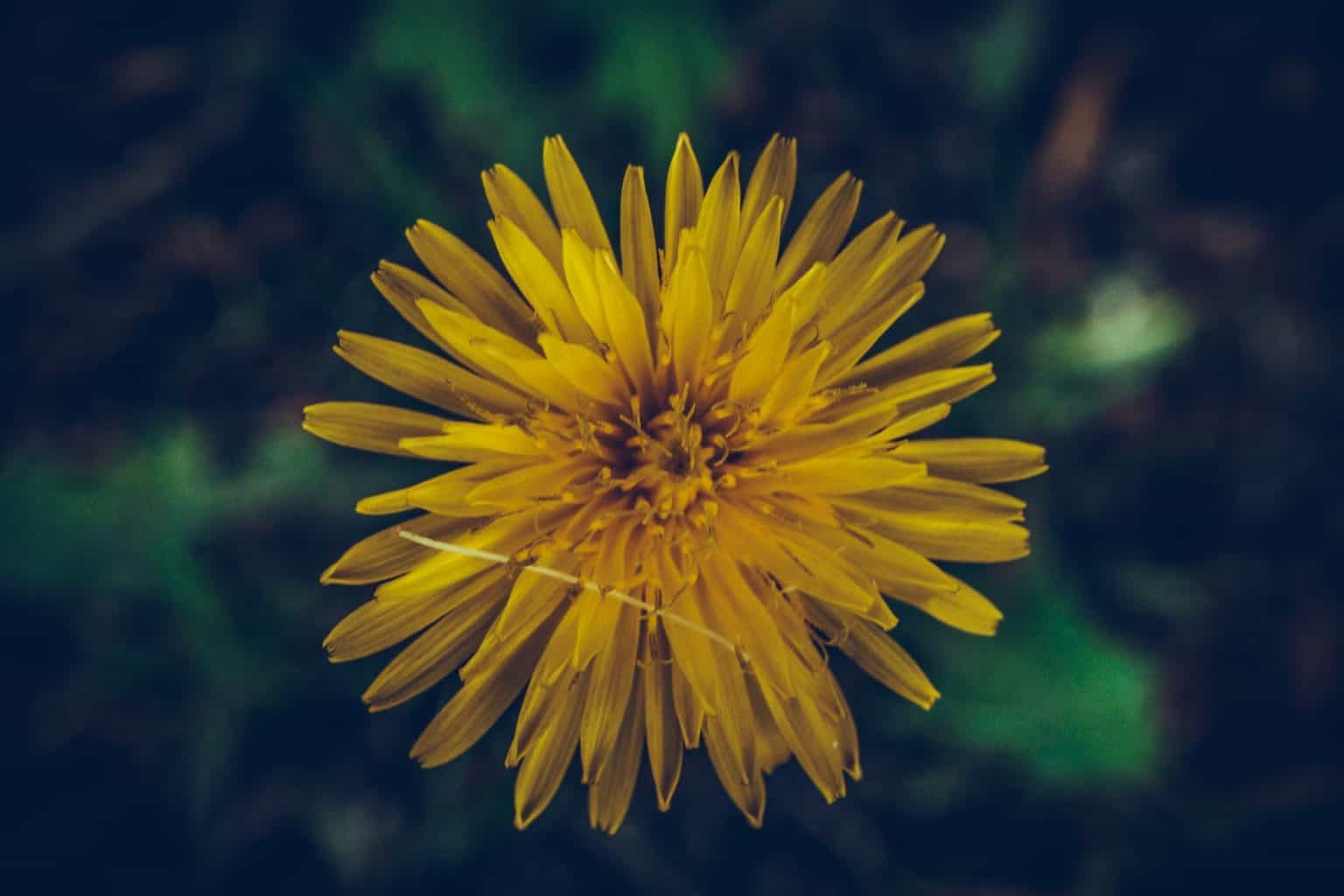 is-dandelion-safe-during-pregnancy-root-tea-and-leaf-guide