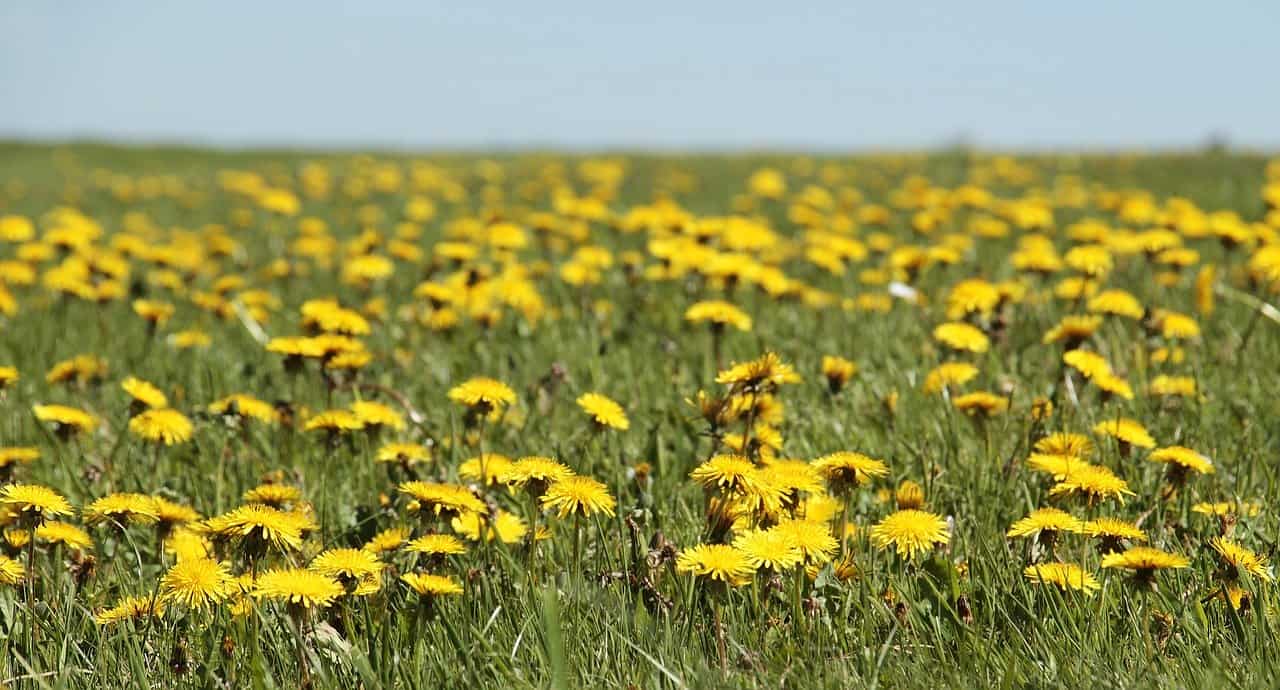 what-is-dandelion-tea-good-for-my-tea-vault