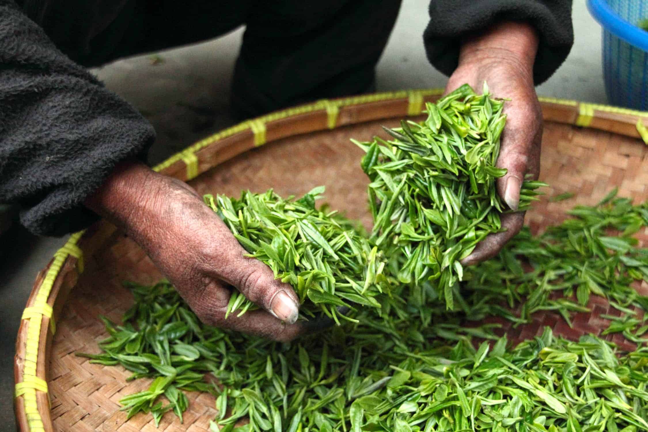 What Exactly Is Matcha and Why Is Everyone Talking About It? - Eater