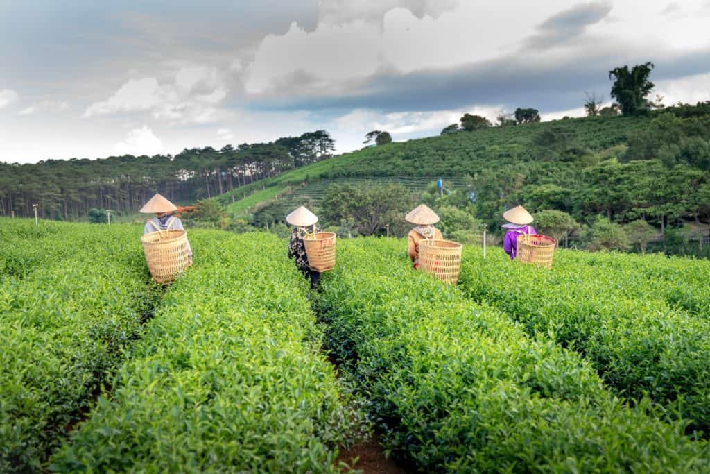 What Are The Most Popular Teas From Vietnam? - My Tea Vault