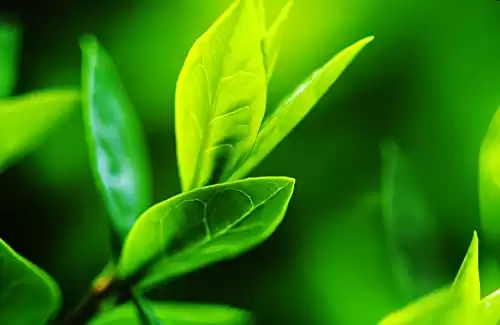 Tea Tree Seeds for Planting - 12 Seeds of Camellia Sinensis Herb Seeds - Made in USA