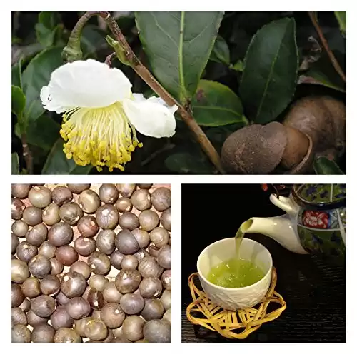 Japanese Green Tea Camellia sinensis Fresh Seeds Grow Your own Tea - Herb Seeds (5)