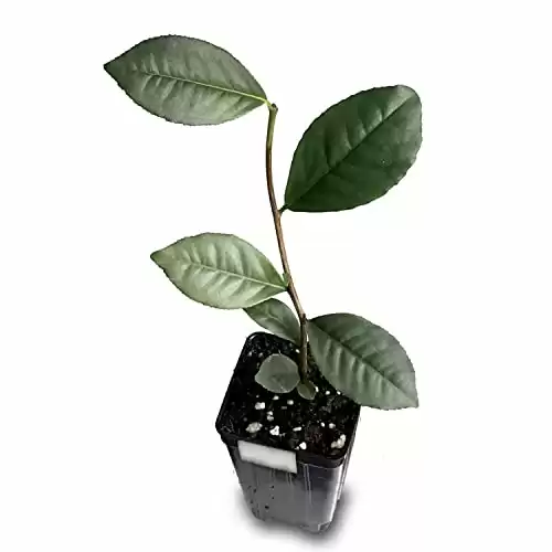 Tea Plant Live Plant (Green Tea) - Camellia sinensis